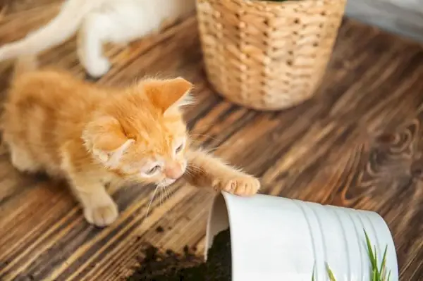 chaton assommer plante d'intérieur