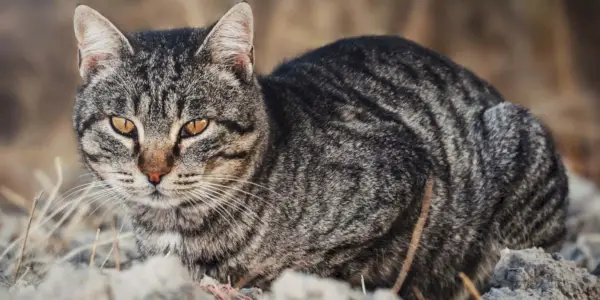 Zijn katten allergisch voor schimmels?