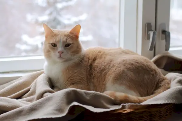 il gatto rosso si siede su un tappeto alla finestra