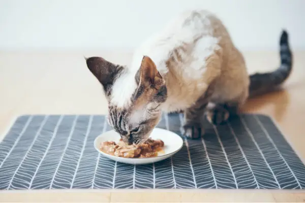 Devon Rex comiendo atún