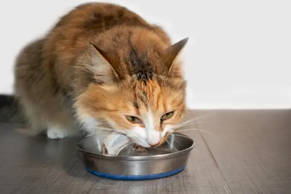 Les chats peuvent-ils manger des os de poulet crus