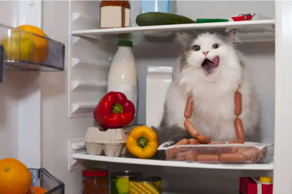 Gato en refrigerador rodeado de alimentos potencialmente venenosos para los gatos