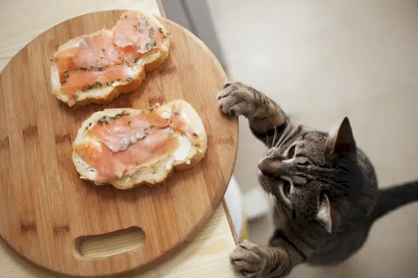 15 menselijke voedingsmiddelen die giftig en giftig zijn voor katten