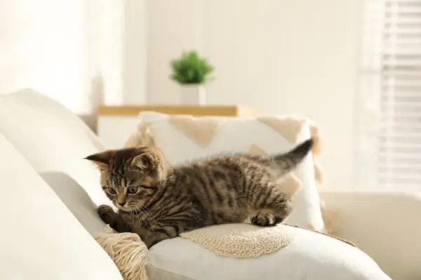 chaton tigré sur le canapé