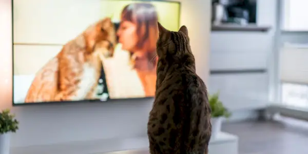 A Cat TV valóban jó a macskáknak?