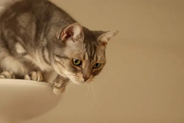 Gato intentando saltar de una torre para gatos