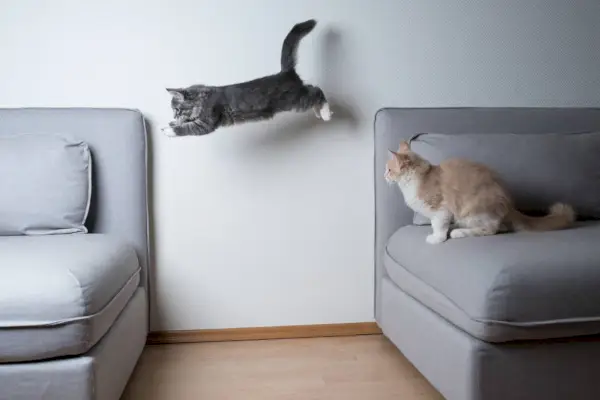 Blue tabby maine coon gatito saltando de un sofá a otro