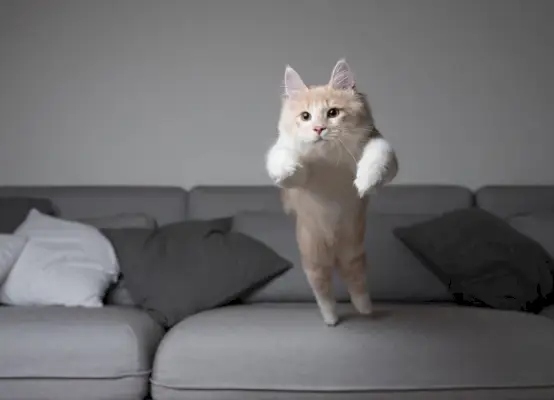 gato maine coon a punto de saltar sobre el sofá gris