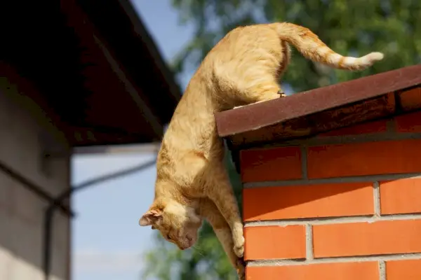 il gatto rosso è pronto a saltare dal tetto rurale