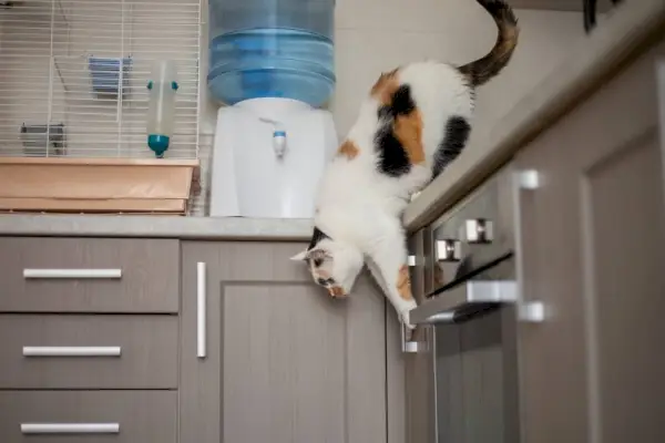 Gato saltando desde la mesa de la cocina