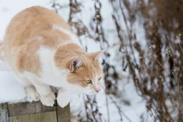 Die orangefarbene Katze ist bereit, sich von ihrem Sitzplatz zu stürzen