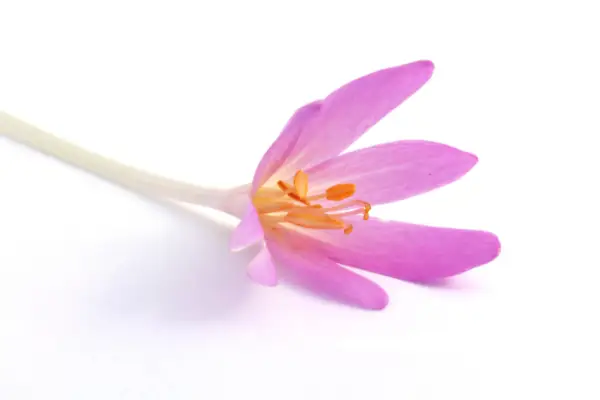 Una sola flor de crocus de tardor és verinosa per als gats