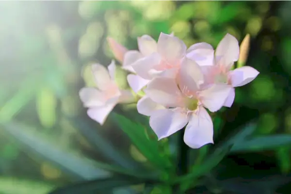 Flores de adelfa rosa pálido