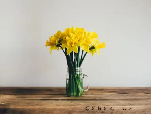 Jonquilles jaunes dans un pot Mason