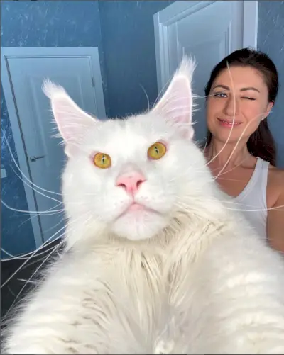 Kefyras The Maine Coon Cat Has A Purrsonality Big As Him