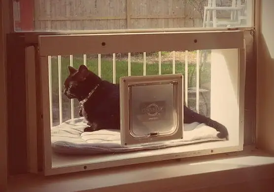 Solarium pour chats L'avenir