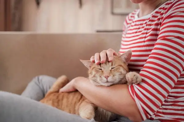 Et billede, der fanger det harmoniske forhold mellem en kat og et menneske.