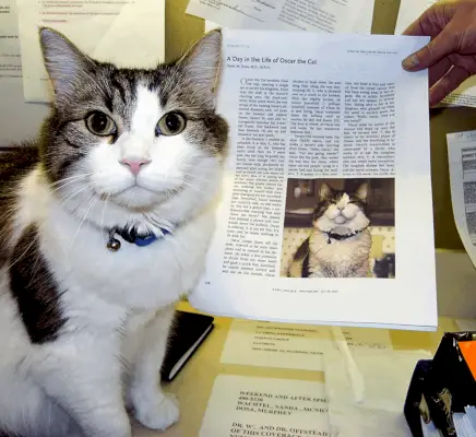 Ein Bild, das das Konzept der Heilung und Genesung symbolisiert. Das Bild könnte eine Katze in entspannter Haltung zeigen, vielleicht liegend mit geschlossenen Augen, als ob sie sich in einem Zustand der Ruhe und Erholung befände.