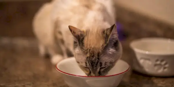 おいしい柔らかい食べ物を食べる猫