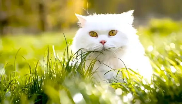 gatto bianco che guarda dietro l'erba verde