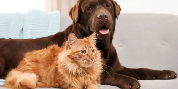 Waarom leven katten langer dan honden?