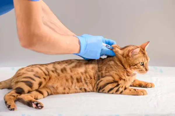 El veterinario utiliza una jeringa para vacunar al gato de Bengala.