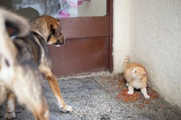 Ljubka slika, ki prikazuje druženje med mačko in psom.