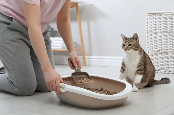 Uma imagem que ilustra a falta de higiene e uma caixa sanitária bagunçada, enfatizando a importância da limpeza e manutenção regulares para um gato