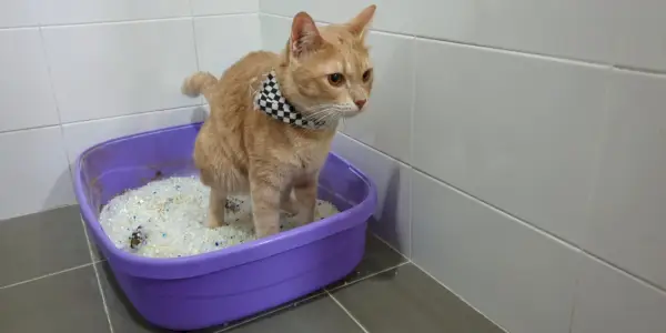 Una imagen que representa diarrea en gatos, posiblemente indicando un problema gastrointestinal en la salud felina.