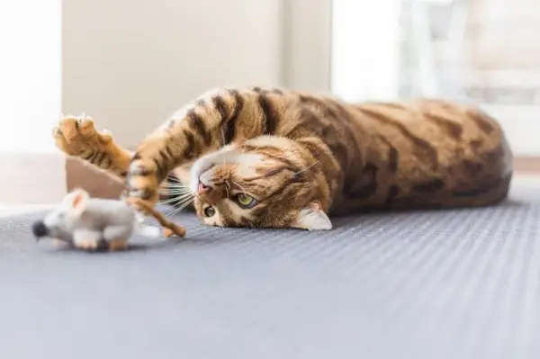 Scène ludique d'un chat engagé dans une récréation énergique.