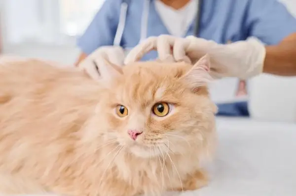 Das Bild zeigt einen Tierarzt, der eine Katze gründlich untersucht