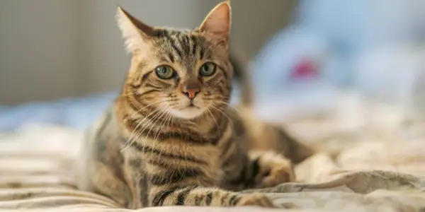 Quelles sont les causes des tremblements chez les chats et quand s’inquiéter