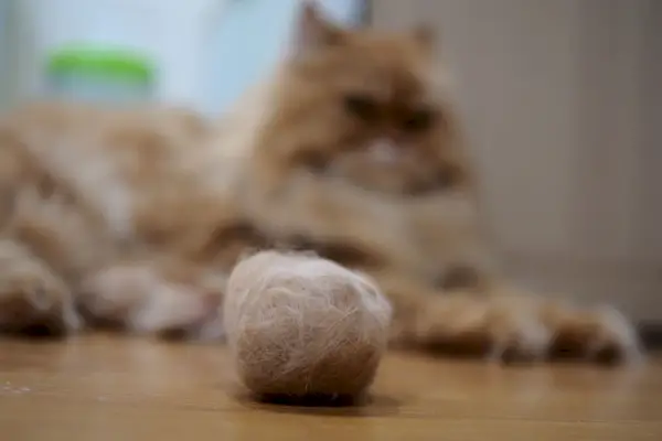 I boli di pelo come causa del singhiozzo nei gatti