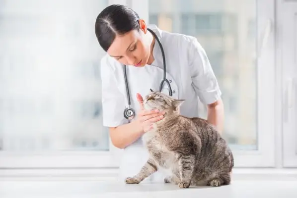 Bir kedi için veterinere yapılan takip ziyaretini gösteren resim.