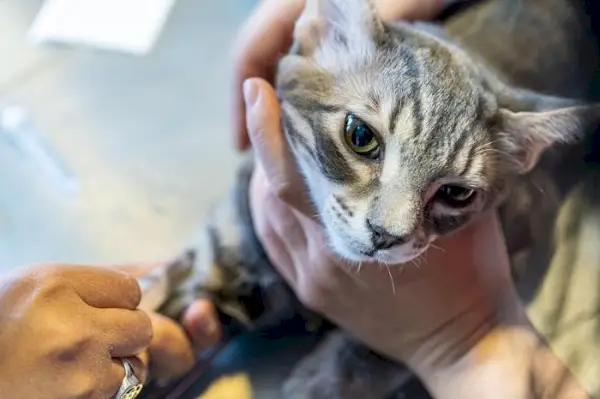 Image illustrant un vétérinaire effectuant une prise de sang sur un chat.