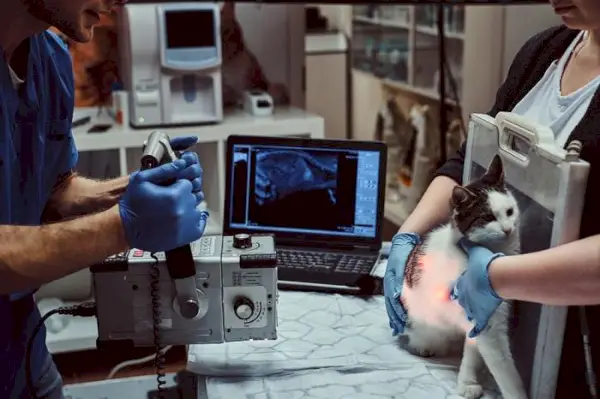 Image montrant une radiographie vétérinaire (radiographie) d’un chat.