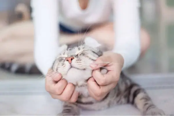 Persona acariciando a un gato que ha estado enfermo.