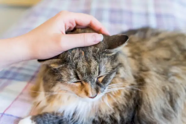 acariciando al gato maine coon en la cama