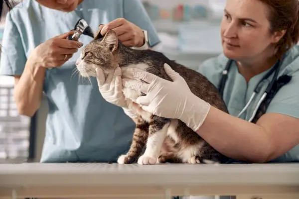 Veterinário verifica orelhas de gato