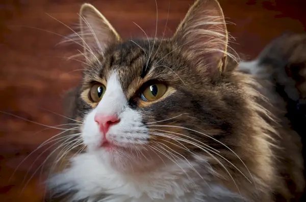 primo piano gatto dai capelli lunghi