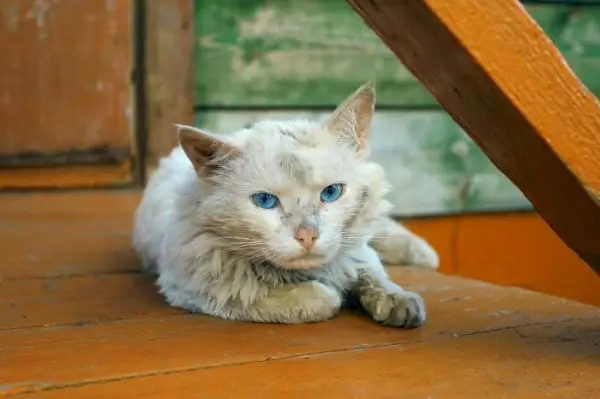 Een witte kat met blauwe ogen, zittend op een houten vloer.