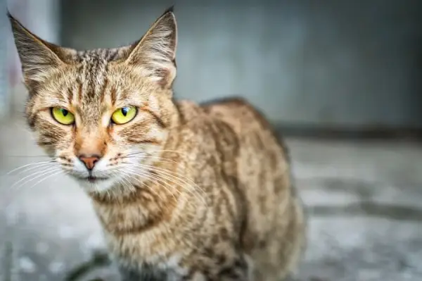 O pisică tabby care se uită la cameră.