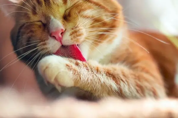 Een prachtige oranje-witte kat die zijn vacht nauwgezet verzorgt met zijn tong, en blijk geeft van een gevoel van reinheid en zelfzorg.