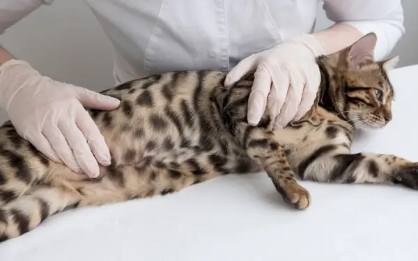 Persona con i guanti che accarezza un gatto del Bengala