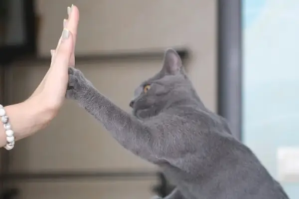 Katze und Person High Five