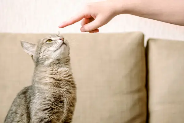 Truco con el dedo para apuntar al gato