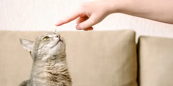 Imagen que muestra el entrenamiento de un gato en curso.