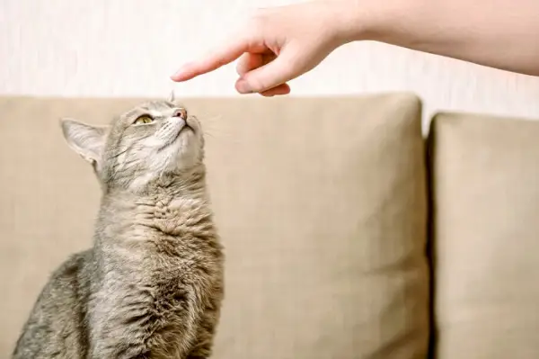 gato siendo entrenado