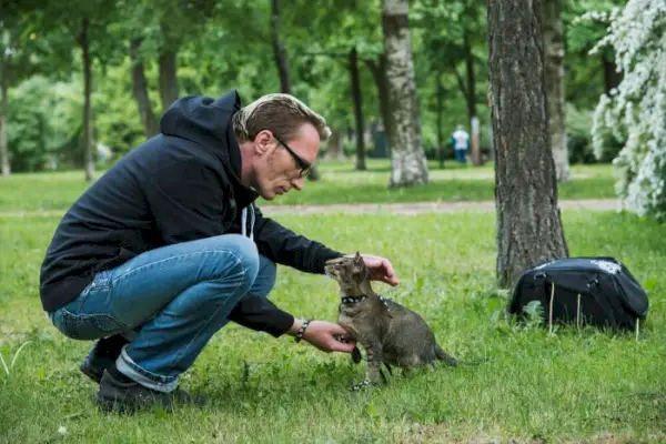 hvordan trene katten din til å gå i bånd