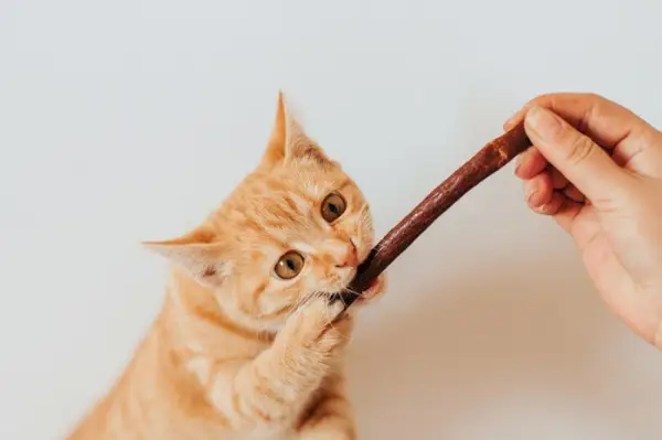 Katze frisst einen Kausnack